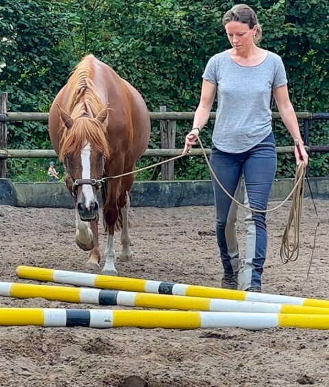 pferd-stangenarbeit-nancy-heiber-onlinekurs-poles-horses