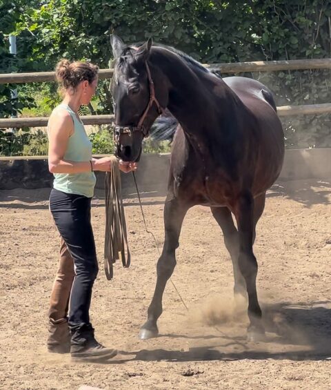 pferd-stress-meistern-bodenarbeit