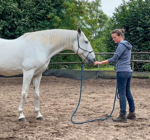 touch-horse-pferd-beruehrung-vertrauen-trust