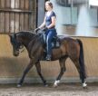 riding-dressage-trott