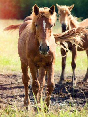 Bodywork-for-young-horses