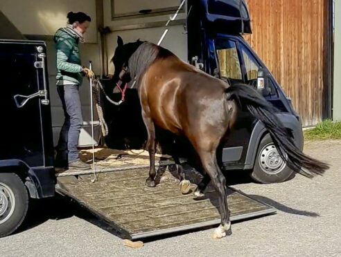 relaxed-horse-entering-trailer