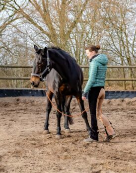 nancy-heiber-working-horse-relationship