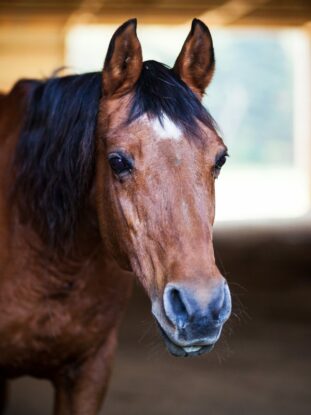 bodywork-for-old-senior-horses