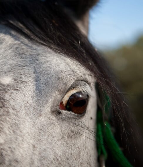 pferd-angst-schreckhaft-scared-horse-stress