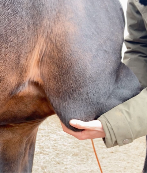 bodywork-for-horses-ellbow-ellenbogen