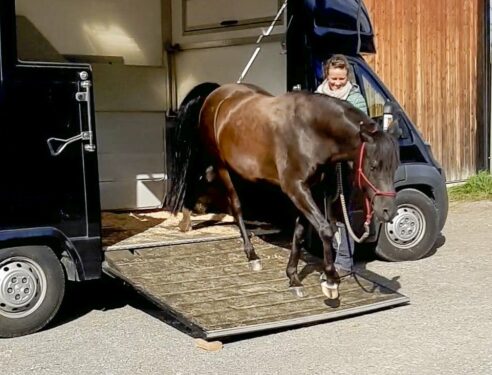 relaxed-horse-exiting-trailer