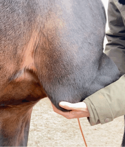 bodywork-for-horses-ellbow-ellenbogen