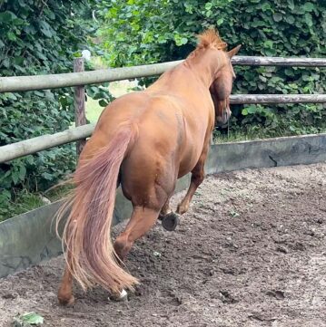 Ruf_startet durch Kopie horse-runaway-pferd-weglaufen-stress-online-course