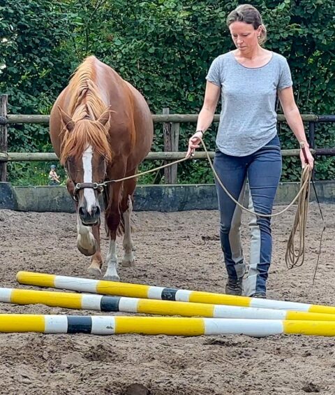 Chart_Ü6_Daisy Stangen KORR pferd-stangenarbeit-nancy-heiber-onlinekurs-poles-horses