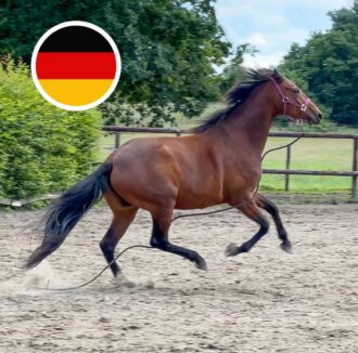stress-mastery-pferd-training